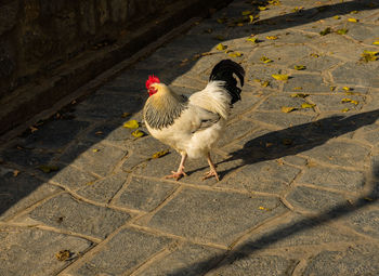 High angle view of chicken bird on footpath during sunny day