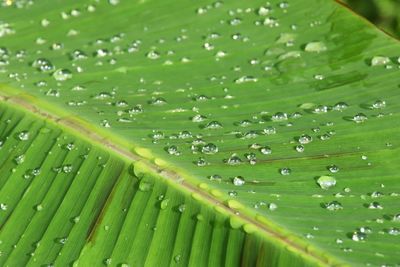 Full frame shot of raindrops on green leaves