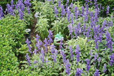 Purple flowering plants in garden