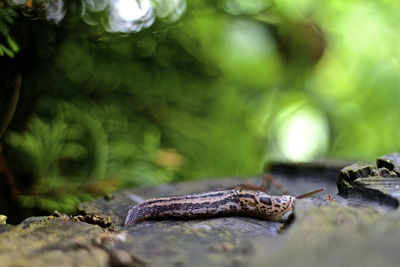 Close-up of lizard