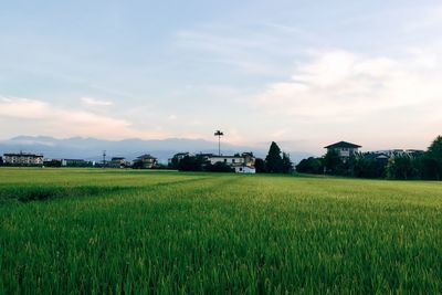 Scenic view of agricultural field against sky