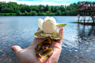 Close-up of hand holding flowers in lake