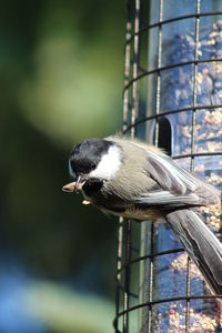 Close-up of bird perching outdoors