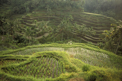 High angle view of agricultural field