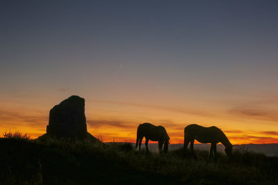 Horses on field against sky during sunset