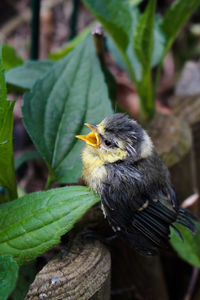 Close-up of bird perching on leaf