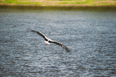 Bird flying over sea