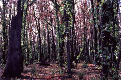 Trees in forest