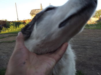 Close-up of hand with dog