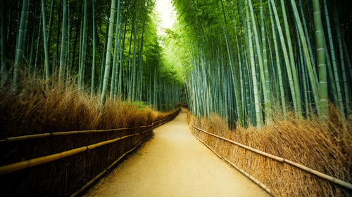 Panoramic view of bamboo trees in forest