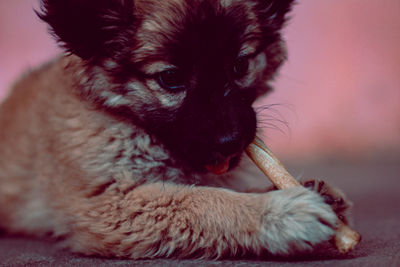 Close-up of dog resting at home
