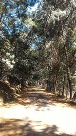 Road amidst trees against sky