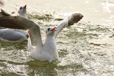 View of swans swimming in lake