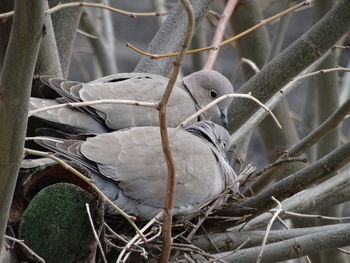 Close-up of bird perching on tree