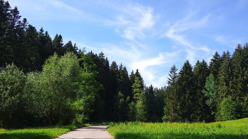 Road amidst trees and plants against sky