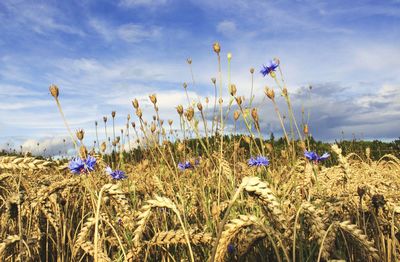 Scenic view of field against cloudy sky