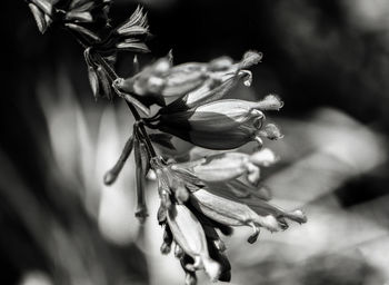 Close-up of wilted plant