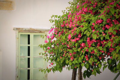 Close-up of pink flowering plant against wall