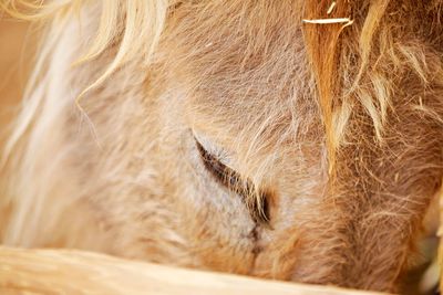 Close up on donkey head