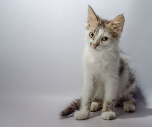 Close-up portrait of cat