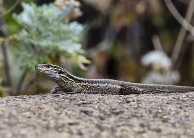 Close-up of lizard on rock