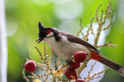 Close-up of bird perching on branch