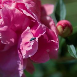 Close-up of pink rose flower
