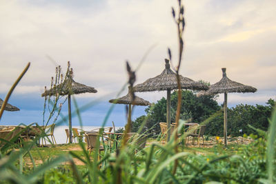 Plants growing on land against sky