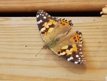 Close-up of butterfly perching on wood