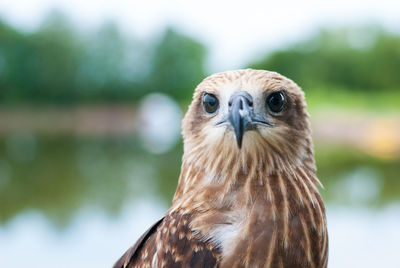 Close-up portrait of eagle against blurred background