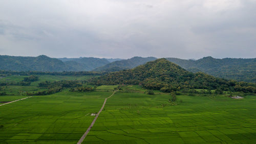 Great view of the large rice paddy fields in nanggulan, kulonprogo, yogyakarta