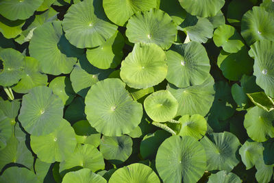 Full frame shot of green leaves on plant