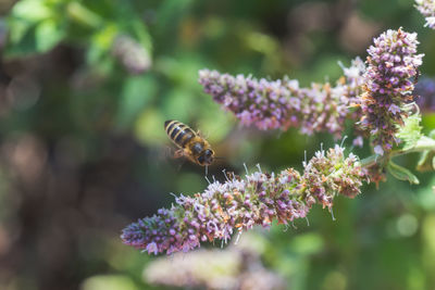 Close-up of bee on flower