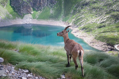 Side view of deer standing in lake