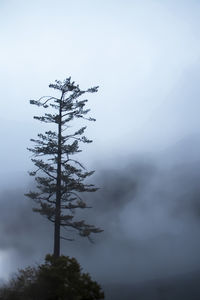 Low angle view of tree against sky