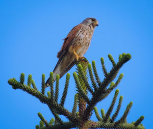 Low angle view of eagle perching on tree against sky