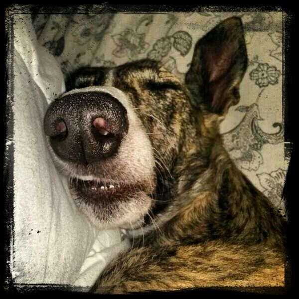 Duerme jeje Greyhound Galgo