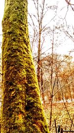 Low angle view of tree against sky