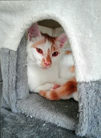 Close-up portrait of a cat