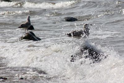 View of birds swimming in sea