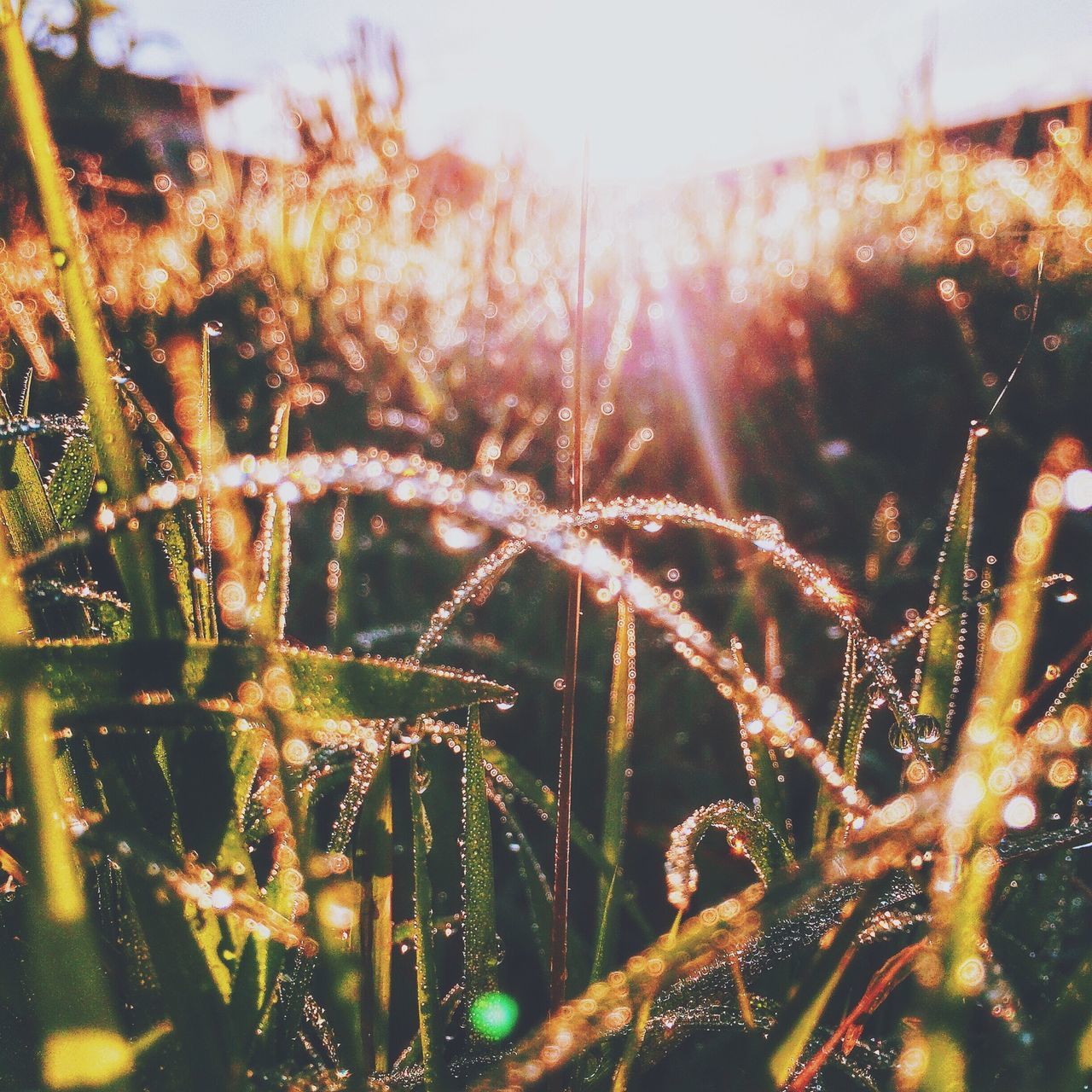 growth, plant, focus on foreground, close-up, nature, spider web, beauty in nature, lens flare, fragility, sun, sunlight, tranquility, outdoors, selective focus, water, drop, field, grass, no people, freshness