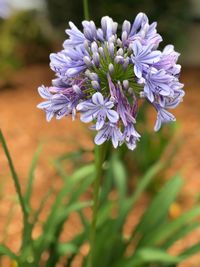 Close-up of purple flowering plant