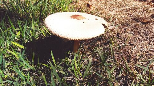 Close-up of grass on field