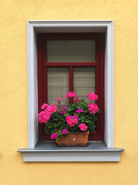 Pink flower pot on window sill