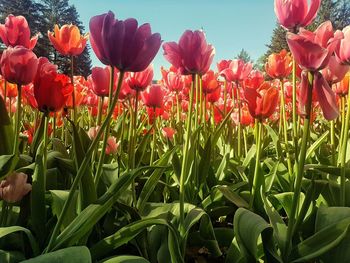 Close-up of tulips blooming on field against sky