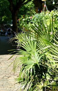 Close-up of fresh green plants