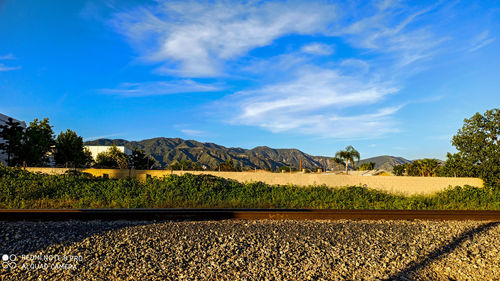 Empty road along trees and plants against sky