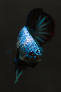 Close-up of fish swimming in aquarium