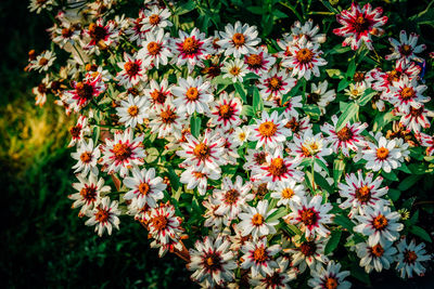 Close-up of flowers blooming outdoors