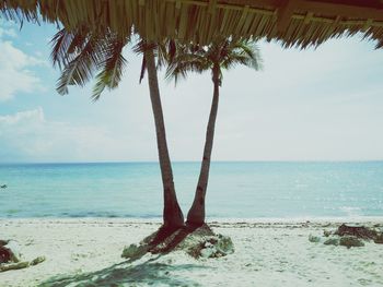 Palm tree on beach against sky